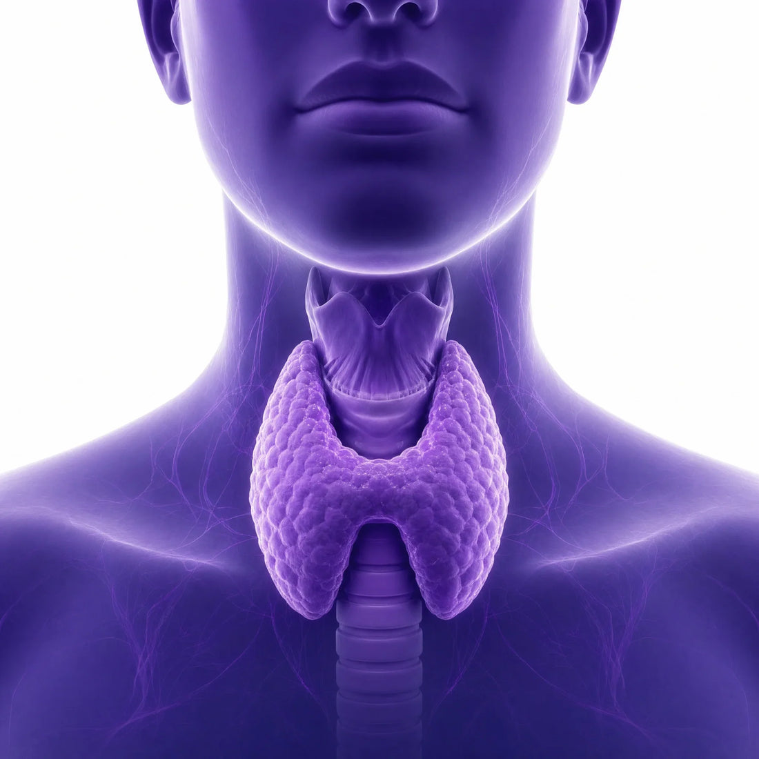 Illustration of the thyroid gland in the neck