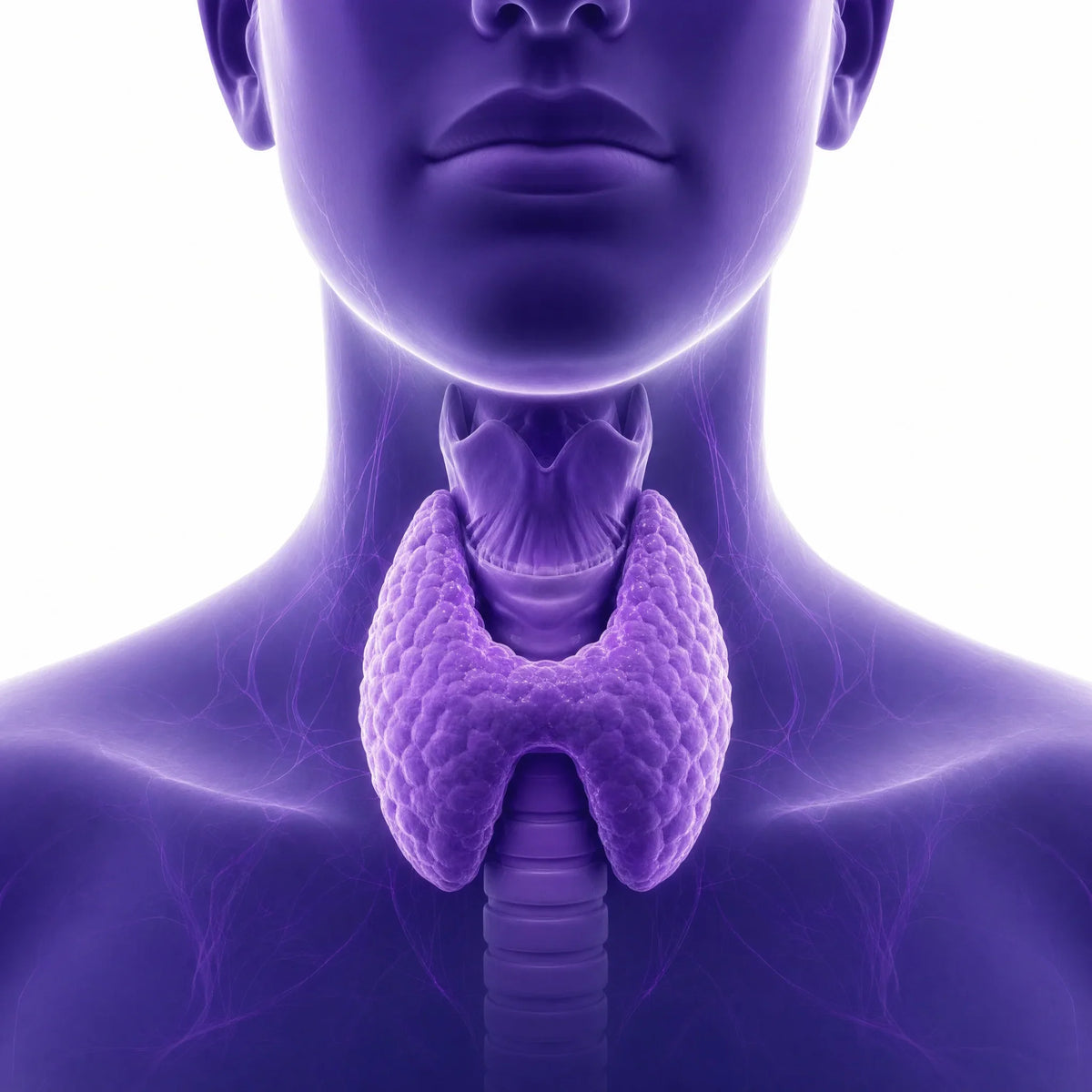 Illustration of the thyroid gland in the neck